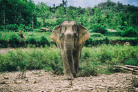 Meet the Elephant